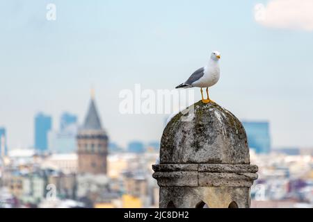 Galata-Turm und Möwe in Istanbul, Türkei. Klassische Ansicht von Istanbul. Istanbul, Türkei. Stockfoto