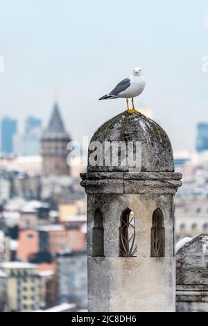 Galata-Turm und Möwe in Istanbul, Türkei. Klassische Ansicht von Istanbul. Istanbul, Türkei. Stockfoto