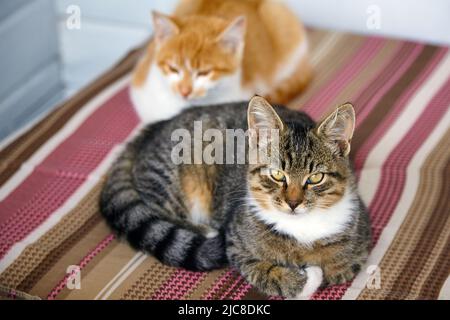 Graue Katze und Ingwerkatze liegen auf einem gestreiften Kissen Stockfoto
