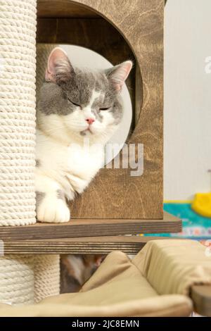 Niedliche Katze der britischen Kurzhaar-Rasse spielt zu Hause auf einem Katzenbaum Stockfoto