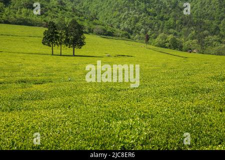 Frühlingslandschaft mit grünen Teefeldern mit jungen, grünen Blättern, die an den Hängen eines ländlichen Gebiets sprießen Stockfoto