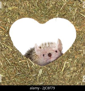 Kopfaufnahme eines Tenrec aka Echinops telfairi, der durch ein herzförmiges Loch in einer essbaren Schachtel schaut. Isoliert auf weißem Hintergrund. Stockfoto