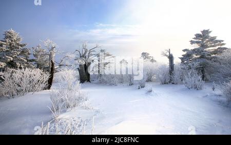 Weißer Schnee auf einem Berg mit toten Bäumen. Stockfoto