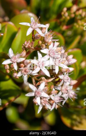 Sydney Australien, crassula ovata oder Jadepflanze, hat kleine rosa oder weiße Blüten ist eine gewöhnliche Zimmerpflanze Stockfoto