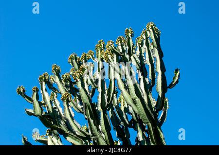 Sydney Australien, Äste eines Leuchters mit einer Eskorbia vor blauem Himmel Stockfoto