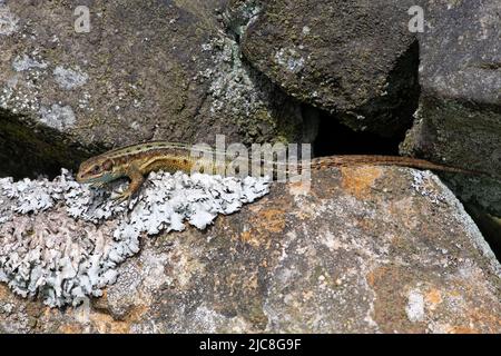 Gemeine Eidechse (Zootoca vivipara), die sich auf einer trockenen Steinwand sonnt Stockfoto