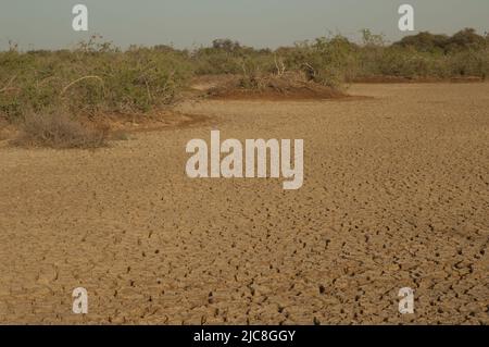 Trockene Lagune und Buschland im Nationalpark Oiseaux du Djoudj. Saint-Louis. Senegal. Stockfoto