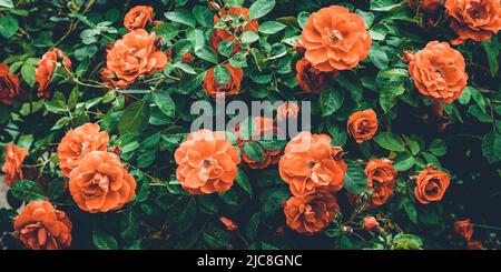 Hintergrund der roten Buschrosen Nahaufnahme. Textur von Grün und Blumen im Garten. Blumenhintergrund. Schöne Smaragdfarbe. Vorlage für Grußkarte Stockfoto