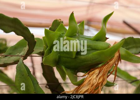 Drachenblüten oder weiße fleischige Pitahaya blühen. Wissenschaftlicher Name Hylocereus undatus. Stockfoto