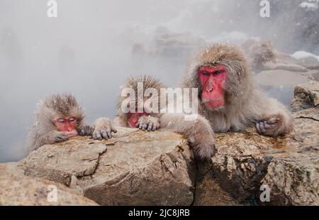 Schneemaffen nehmen ein heißes Bad Stockfoto