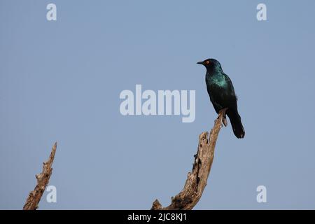 Rotschulter-Glanzstar/ Cape Glanzstar oder Rotschulterstar / Lamprotornis niens Stockfoto