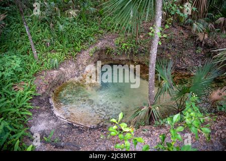 Eine der Quellen im Gemini Springs Park in Debary, Florida. Stockfoto