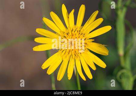 Tragopogon, Ziegenbart gelbe Blume in Wiese Nahaufnahme selbstblühenden Fokus Stockfoto