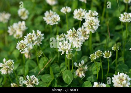 Trifolium repens, weiße Kleeblüten in Wiesenklaue selektiver Fokus Stockfoto