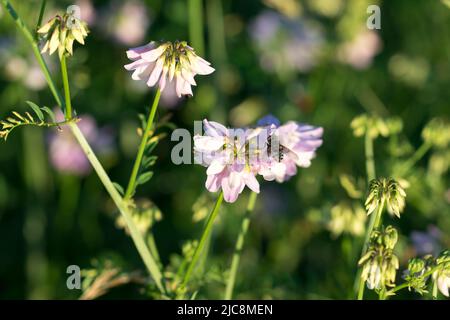 Securigera varia, violette Krone vetch rosa Blüten in Wiese Nahaufnahme selektiven Fokus Stockfoto