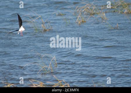 Schwarzflügel-Stelze Himantopus himantopus im Flug. Nationalpark Oiseaux du Djoudj. Saint-Louis. Senegal. Stockfoto