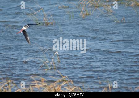 Schwarzflügel-Stelze Himantopus himantopus im Flug. Nationalpark Oiseaux du Djoudj. Saint-Louis. Senegal. Stockfoto
