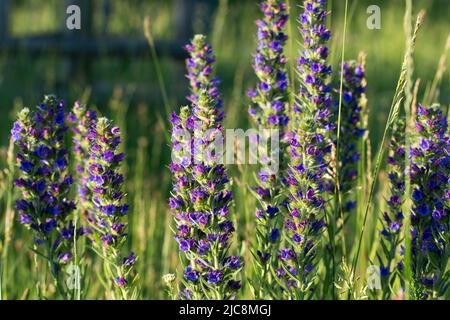 Echium vulgare, Viper's bugloss, blueweed blue Flowers closeup selective Focus Stockfoto