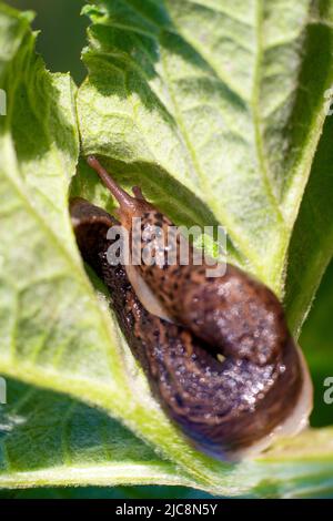 Schnecke ohne Schale. Leopardenschnecke LiMax maximus, Familie Limacidae, kriecht auf grünen Blättern. Frühling, Ukraine, Mai. Hochwertige Fotos Stockfoto