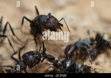 Goldrückenameisen Camponotus sericeus. Nationalpark Oiseaux du Djoudj. Saint-Louis. Senegal. Stockfoto