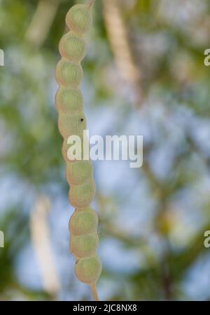 Hülse aus Kaugummiakazie Senegalia senegal. Nationalpark Oiseaux du Djoudj. Saint-Louis. Senegal. Stockfoto