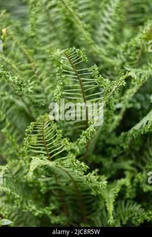 Dryopteris affinis cristata. Stockfoto