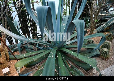 Aloe reynoldsii Pflanze im Garten. Aloe reynoldsii ist eine Sukulente mit Blättern, die in einer Rosette gesammelt sind Stockfoto