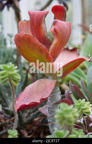 Kalanchoe thyrsiflora, Bronzeskulptur Stockfoto