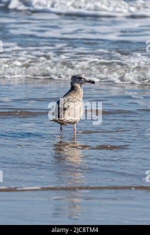 Eine junge amerikanische Heringsmöwe, Larus argentatus smithsonianus, watet im Winter auf South Padre Island, Texas, in der Brandung. Stockfoto