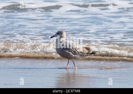 Eine junge amerikanische Heringsmöwe, Larus argentatus smithsonianus, watet im Winter auf South Padre Island, Texas, in der Brandung. Stockfoto