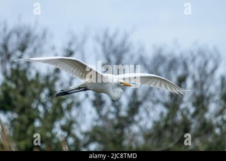 Ein Silberreiher, Ardea alba, im Flug über dem South Padre Island Birding Center, Texas. Stockfoto