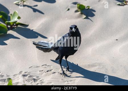 Ein männlicher Schwanzgrackle, Quiscalus mexicanus, auf den Stranddünen auf Brazos Santiago Island, Texas. Stockfoto