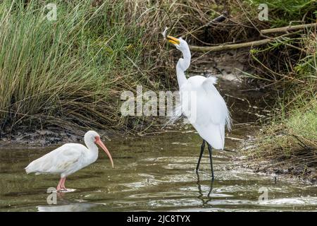 Ein Silberreiher, Ardea alba, mit einem Fisch im Schnabel in einem Sumpfgebiet des South Padre Island Birding Center in Texas. In der Nähe befindet sich ein White Ibis. Stockfoto