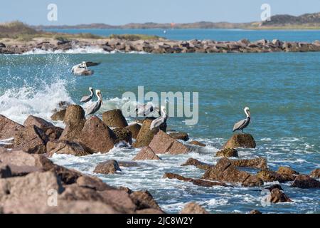 Brown Pelicans, Pelecanus occidentalis, thront auf dem Steg des Mansfield Cut, South Padre Island, Texas. Auf der anderen Seite des Kanals befindet sich die Padre Island Stockfoto