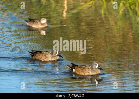 Zwei drake Blue-winged Teals, Spatula Discors, schwimmen in einem Sumpfgebiet im South Padre Island Birding Center, Texas. Dahinter ist eine Henne. Stockfoto