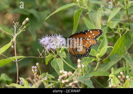 Ein Schmetterling der Königin, Danaus gilippus, ernährt sich vom Nektar einer Nebelblume auf der Insel Padre auf der Insel South Padre, Texas. Stockfoto