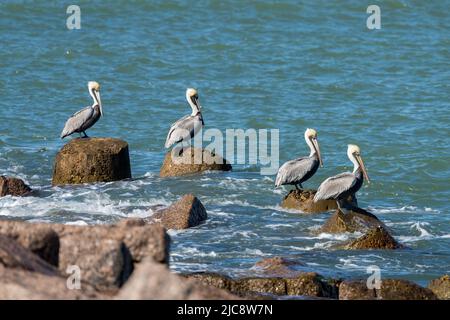 Brown Pelicans, Pelecanus occidentalis, thront auf dem Steg des Mansfield Cut, South Padre Island, Texas. Stockfoto