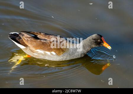 Eine Gallinule, Gallinula galeata, schwimmt in einem flachen Sumpfgebiet auf South Padre Island, Texas. Stockfoto