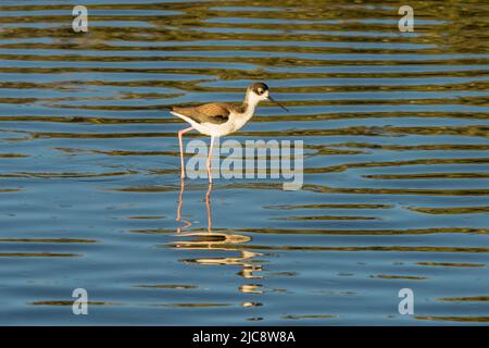 Ein Schwarzhalsschlittenstrauch, Himantopus mexicanus, der im seichten Wasser auf South Padre Island, Texas, nach Nahrung sucht. Stockfoto