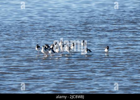 Eine Schar von Schwarzhalsstelzen, Himantopus mexicanus, ruht auf einem Fuß im seichten Wasser der Laguna Madre, Texas. Stockfoto