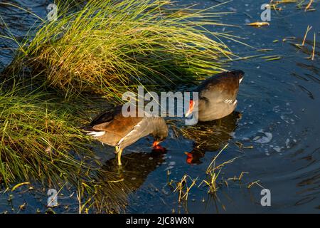 Zwei gewöhnliche Gallinulose, Gallinula galeata, ernähren sich in einem flachen Sumpfgebiet auf South Padre Island, Texas. Stockfoto