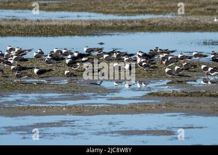 Eine Herde schwarzer Abschäumer, Rynchops niger, befindet sich bei Ebbe auf einem Gezeitenschlamm in der Laguna Madre, South Padre Island, Texas. Stockfoto