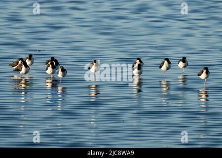 Eine Schar von Schwarzhalsstelzen, Himantopus mexicanus, ruht auf einem Fuß im seichten Wasser der Laguna Madre, Texas. Stockfoto