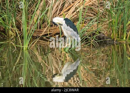 Ein Schwarzer Nachtreiher, der seine Federn in einem Sumpfgebiet im South Padre Island Birding Center in Texas aufreiht. Stockfoto