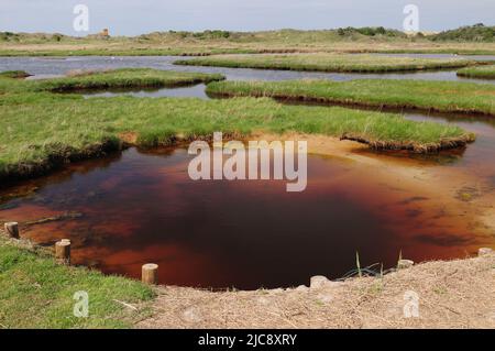 Schöner Pool im Naturschutzgebiet auf Baltrum Insel Ostfriesland an Einem wunderschönen sonnigen Frühlingstag mit Klarem blauen Himmel Stockfoto