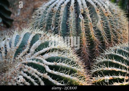 Goldfass Kaktus wächst im Garten. Echinocactus grusonii oder Kroenleinia grusonii, im Volksmund bekannt als der goldene Barrel Kaktus, goldene Kugel Stockfoto