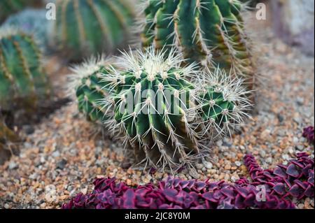 Goldfass Kaktus wächst im Garten. Echinocactus grusonii oder Kroenleinia grusonii, im Volksmund bekannt als der goldene Barrel Kaktus, goldene Kugel Stockfoto