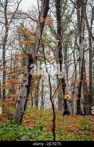 Nationalpark Fruška gora in der Nähe von Novi Sad durch den Nebel, im Winter. Stockfoto