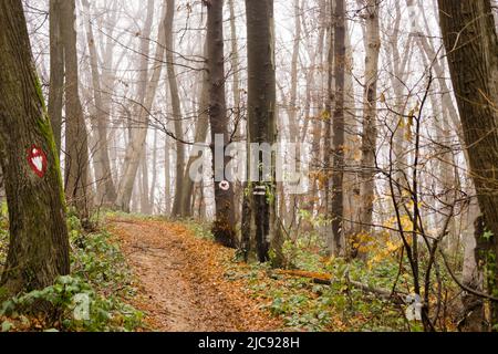 Nationalpark Fruška gora in der Nähe von Novi Sad durch den Nebel, im Winter. Stockfoto