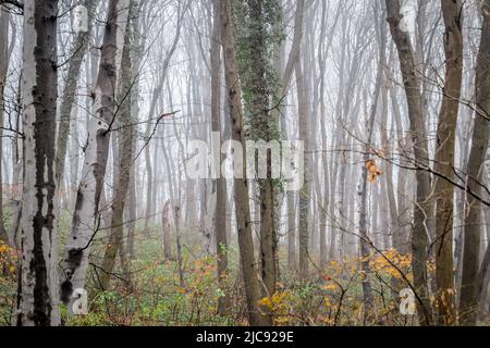 Nationalpark Fruška gora in der Nähe von Novi Sad durch den Nebel, im Winter. Stockfoto